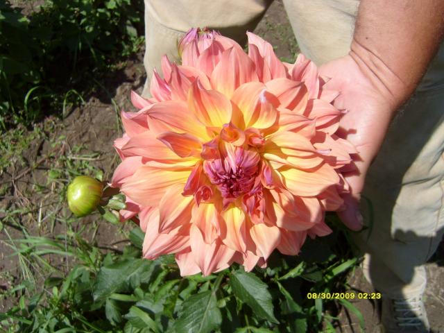 7566_dahlias_8_30_2009_006.jpg