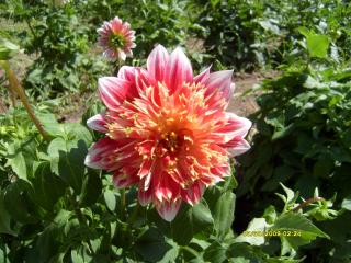 7566_dahlias_8_30_2009_007.jpg