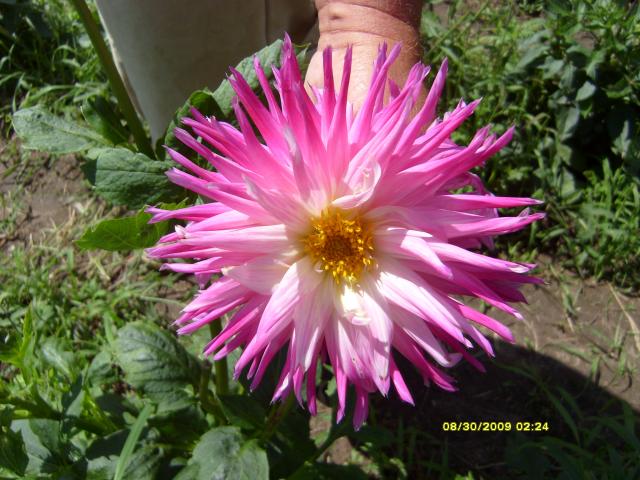 7566_dahlias_8_30_2009_008.jpg