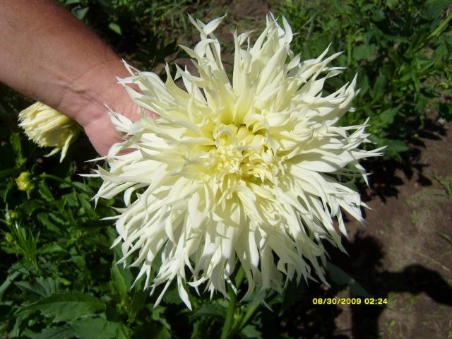 7566_dahlias_8_30_2009_009.jpg