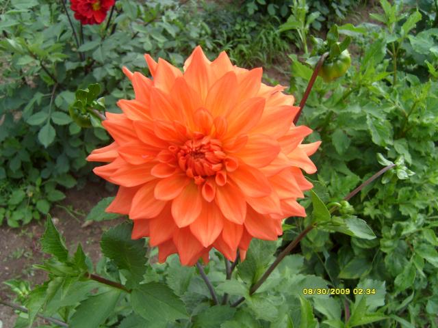 7566_dahlias_8_30_2009_040.jpg