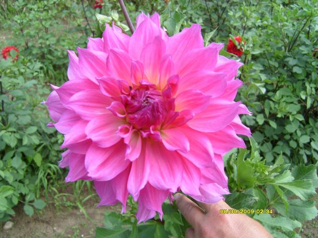 7566_dahlias_8_30_2009_041.jpg