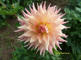 7566_dahlias_8_30_2009_042.jpg