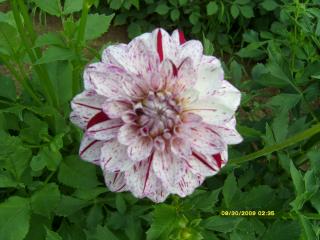 7566_dahlias_8_30_2009_043.jpg