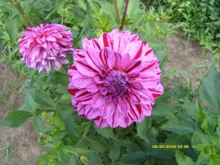 7566_dahlias_8_30_2009_048.jpg