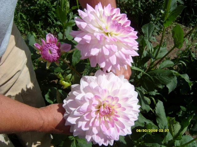 7566_dahlias_8_30_2009_052.jpg