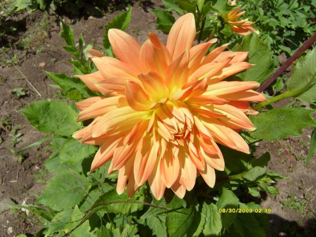 7566_dahlias_8_30_2009_058.jpg