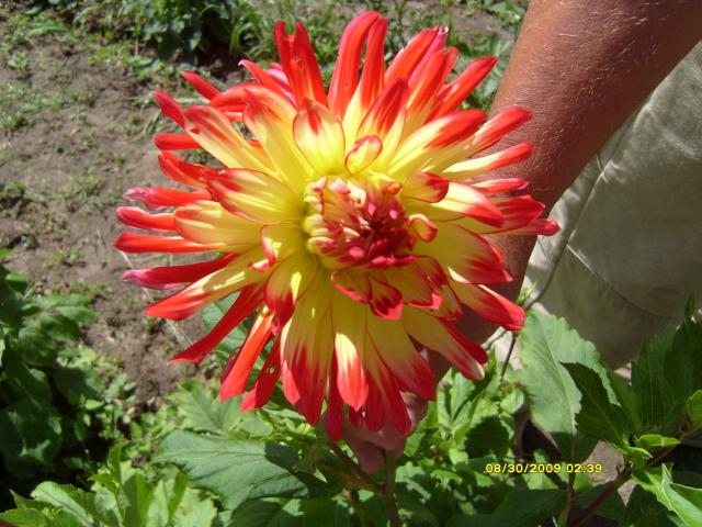 7566_dahlias_8_30_2009_060.jpg