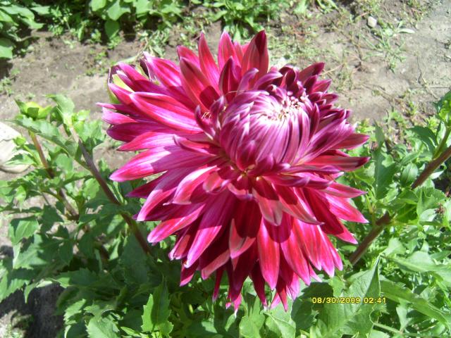 7566_dahlias_8_30_2009_065.jpg