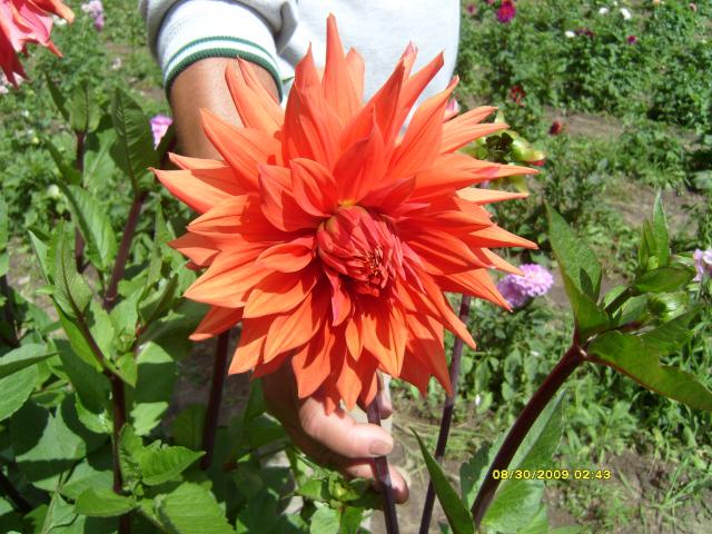 7566_dahlias_8_30_2009_072.jpg