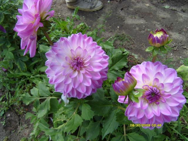 7566_dahlias_8_30_2009_085.jpg