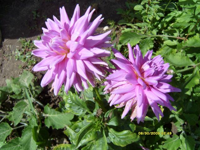 7566_dahlias_8_30_2009_096.jpg