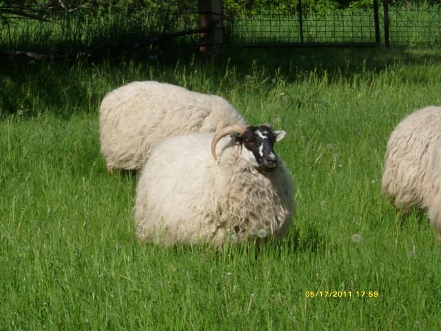 7566_sheep_2011_054.jpg