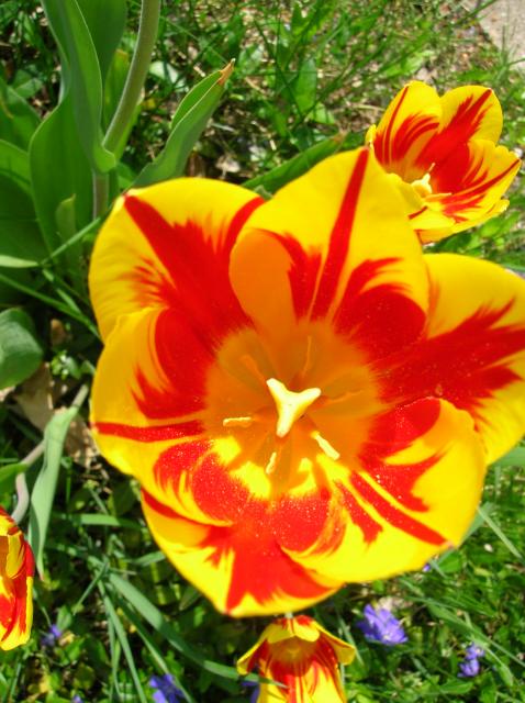 7566_tulips_006.jpg