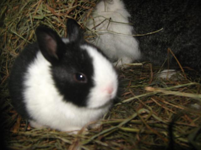 7800_dutch_rabbits_2-6-2012_013.jpg