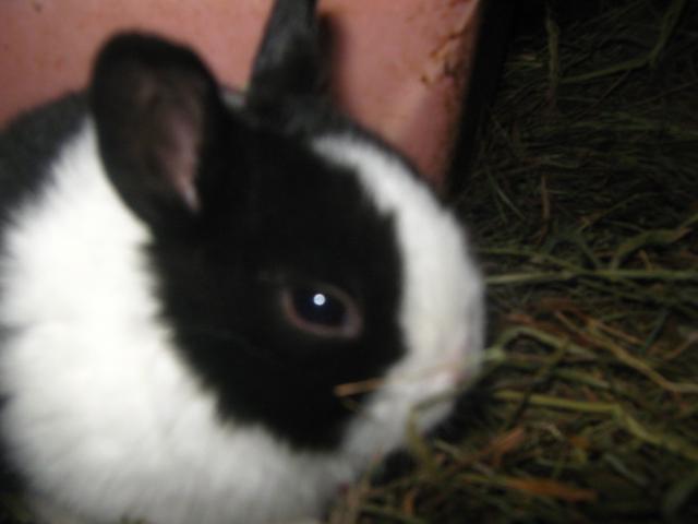 7800_dutch_rabbits_2-6-2012_018.jpg