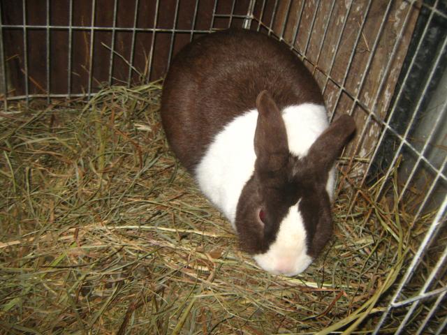 7800_dutch_rabbits_2-6-2012_027.jpg