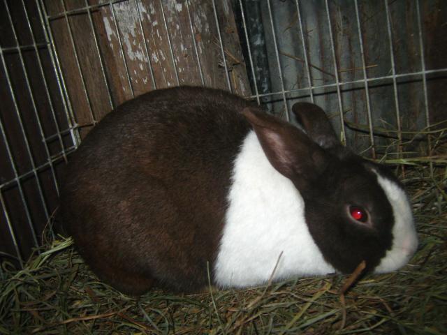 7800_dutch_rabbits_2-6-2012_028.jpg