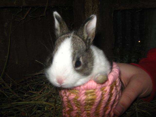 7800_dutch_rabbits_2-6-2012_041.jpg