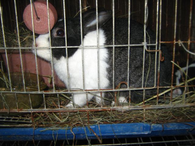 7800_dutch_rabbits_2-6-2012_055.jpg