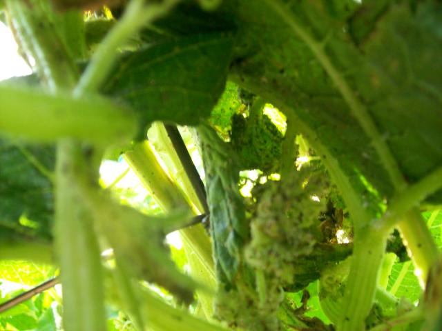 7825_garden_009.jpg