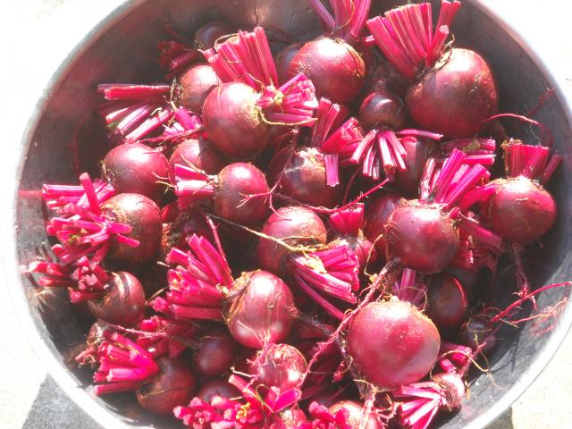 7846_beets_010.jpg