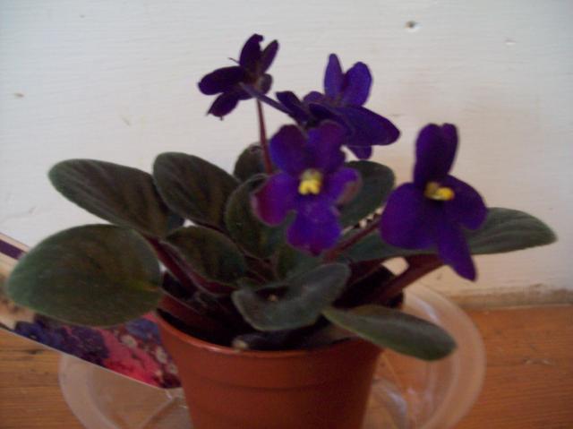 7876_african_violet_1_001.jpg