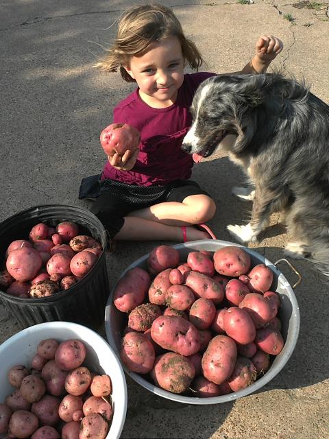 7949_cohen_polly_and_potato_harvest_2012.jpg