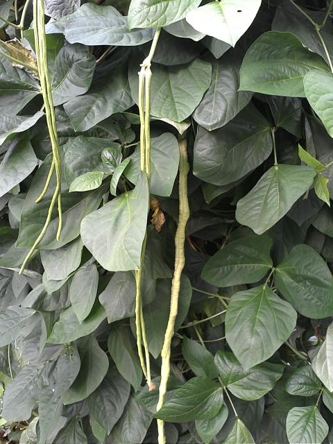 7949_green_beans_seed_pod.jpg