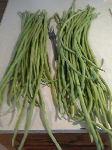 7949_green_beans_with_fork.jpg
