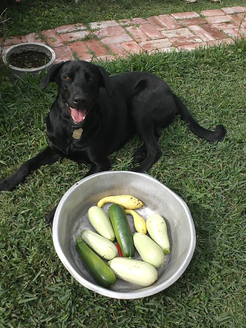 7949_squash_2013_first_picking.jpg