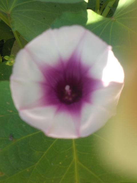 7949_sweet_potato_flower.jpg