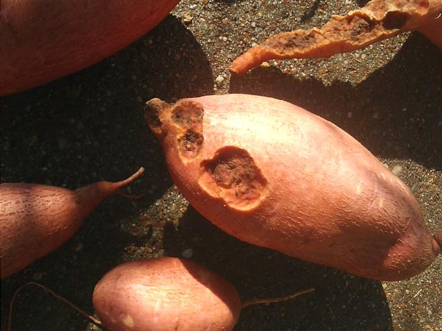 7949_sweet_potato_grubworm_damage.jpg