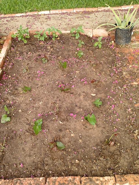 7949_sweet_potato_planted_6-28.jpg