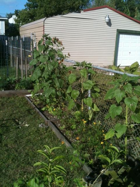 7993_8_sunflowers_and_squash.jpg