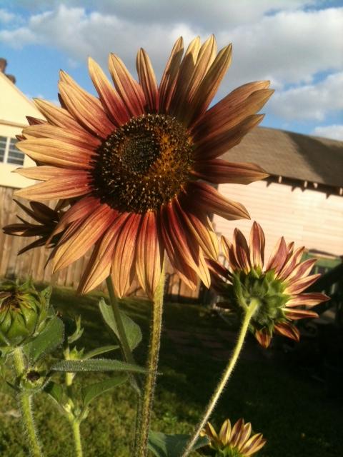 7993_9_sunflower.jpg