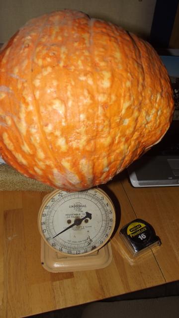 8005_pumpkin_16lbs.jpg