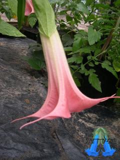 8012_brugmansia-day2-76.jpg