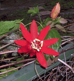 8012_passiflora-vitifolia-03-30-2011.png