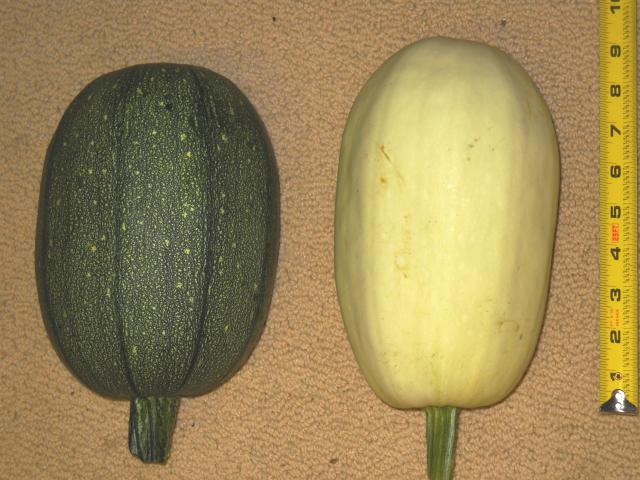 8093_mystery_squash_2.jpg