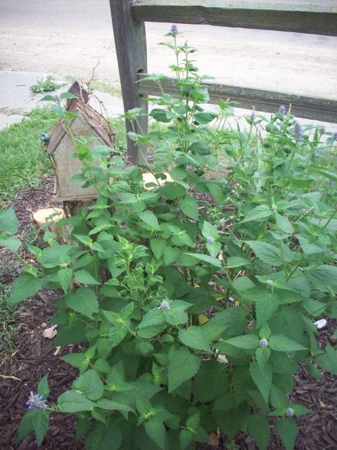 8098_006.jpg