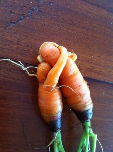 8098_cuddle_carrots.jpg