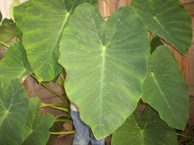 8098_elephant_ears.jpg