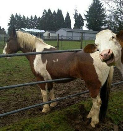 8098_laughing_cow.jpg