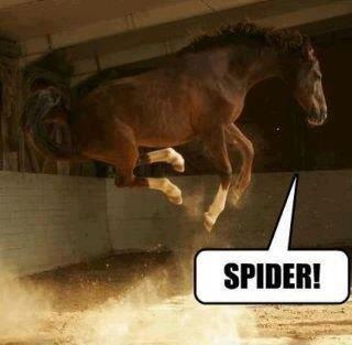 8098_spider_horse.jpg