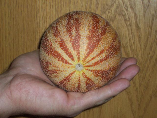 8098_tiger_melon_1.jpg