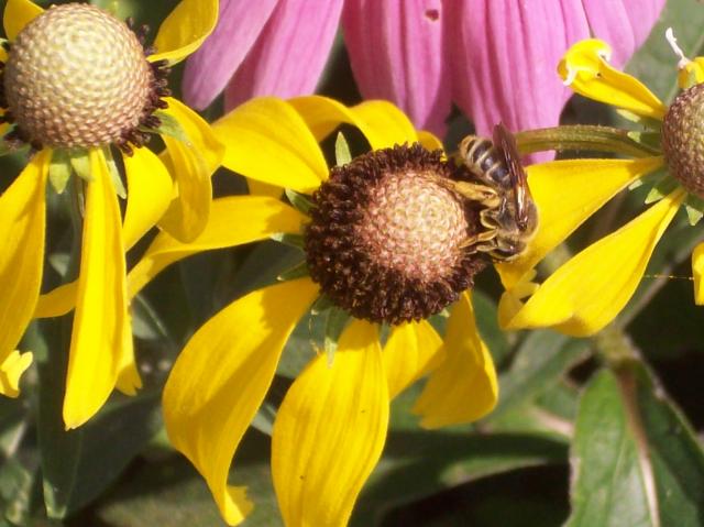 8098_yellow_coneflower_and_bee.jpg