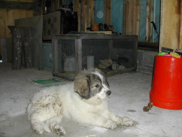 8199_primo_guarding_turkey_chicks.jpg