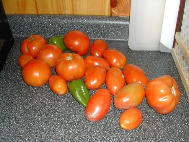 8199_tomato_harvest.jpg