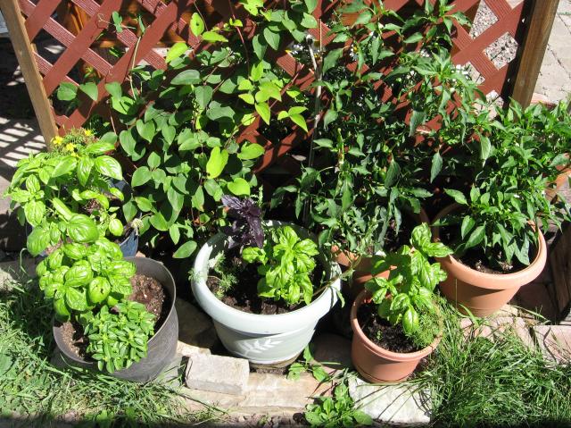 8229_basil_pots.jpg